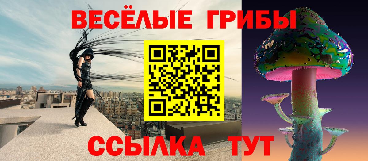 Псилоцибиновые грибы Psilocybe Шахты
